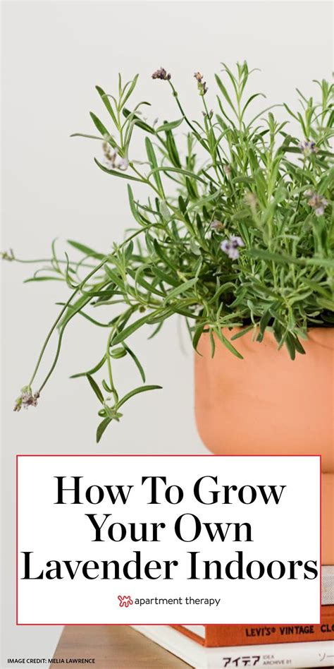 How To Grow Lavender Indoors Indoor Lavender Plant Growing Lavender