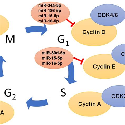 Micrornas Are Derived From The Genome To Control Target Gene Expression Download Scientific