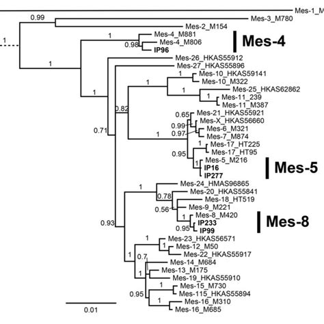 Bayesian Phylogeny Inference Tree Based On Five Gene Concatenated