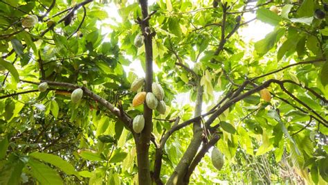 Cocoa fruit in the plant stock photo. Image of beans - 142652020