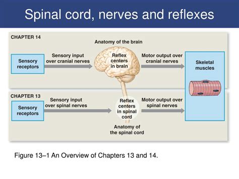 Ppt Spinal Cord And Reflexes Powerpoint Presentation Free Download Id 7054327