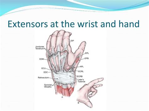 Ppt Extensor Tendons Powerpoint Presentation Id2347933