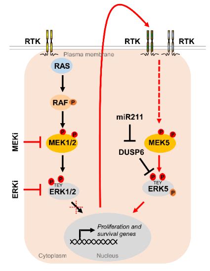 The Mek5erk5 Pathway Serves As An Escape Route To Promote