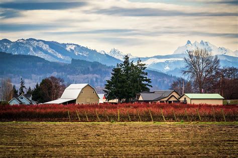 Blueberry Farm Photograph by Tim Reagan - Pixels