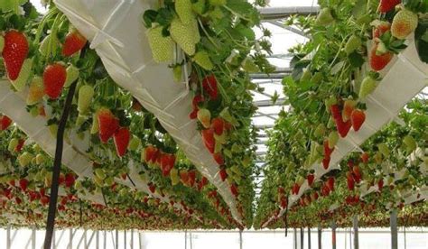 Strawberry Growing Information Guide Asia Farming