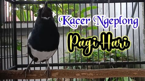 Awalan Suara Kacer Ngeplong Pagi Hari Untuk Pancingan Kacer Apa Saja