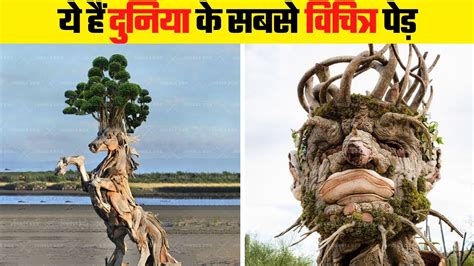 दुनिया के सबसे अजीबोगरीब पेड़ Weirdest Trees In The World Youtube