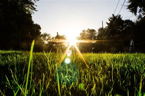 Banco de imagens árvore natureza plantar céu dom Por do sol