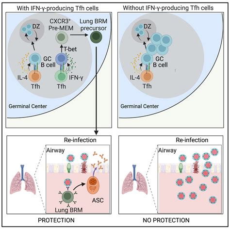 Interferon γ Production By Tfh Cells Is Required For Cxcr3 Pre Memory B Cell Differentiation