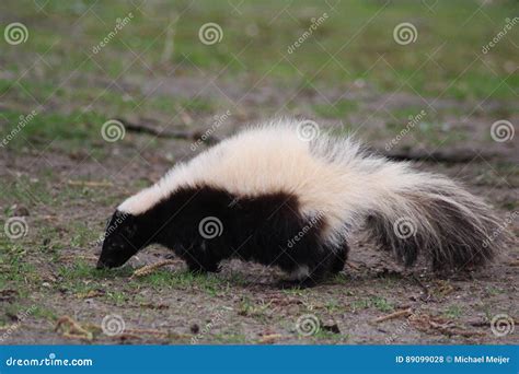 Striped skunk stock photo. Image of meadow, black, spotted - 89099028