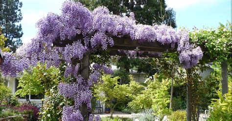 How To Grow And Care For Wisteria Wonderful Flowers