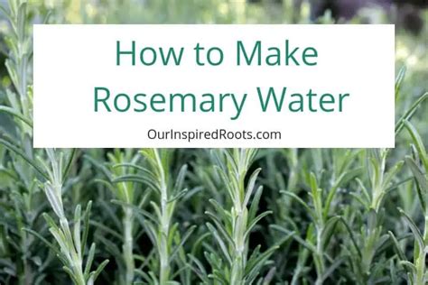 Homemade Rosemary Water For Hair And Scalp Health