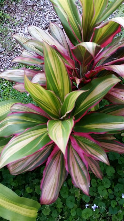 Cordyline Cordyline Picturethis