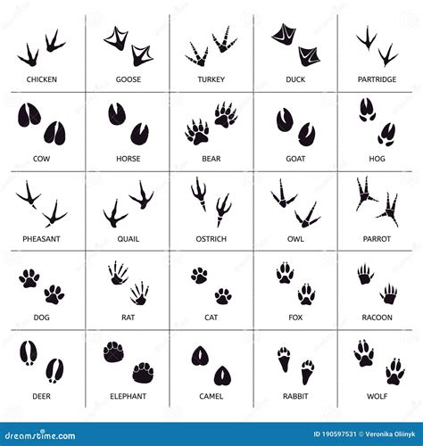 Animals Foot Marks Animal Footprint Animals Paw Silhouettes Bear