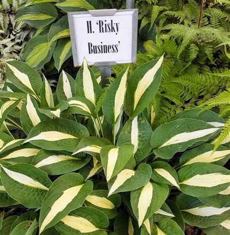 Hostas The Hosta Hideaway