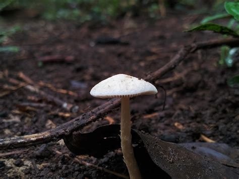 Premium Photo | A mushroom with a white cap