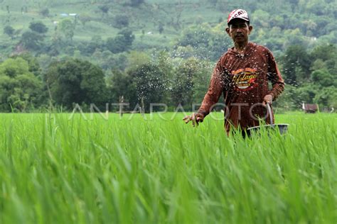 Alokasi Pupuk Bersubsidi Antara Foto