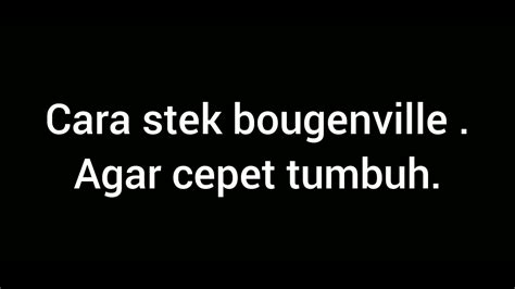 Cara Stek Bougenville Agar Cepet Tumbuh Youtube