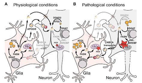 Figure From Functions Of Stress Induced Lipid Droplets In The Nervous