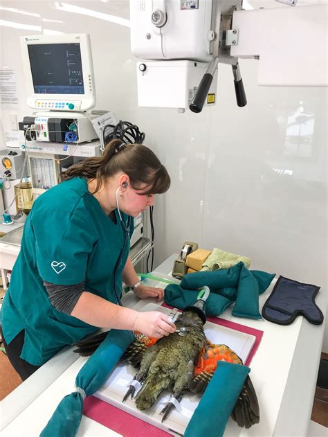 florida wild animal hospital 8