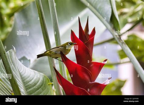 Tiny White Eyed Warbler Feeding On A Bright Red Tropical Flower On Maui