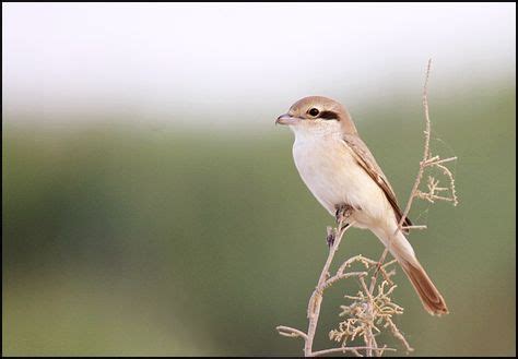 50 Afghanistan Birds ideas | birds, afghanistan, bird