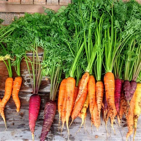 How To Grow Carrots In Your Garden From Planting To Harvest Simplify Live Love