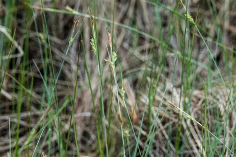 Livid Sedge Guide New York Natural Heritage Program