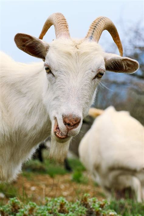 Billy Goat Stock Photo Image Of Beard Nature Horns Sweet 200814