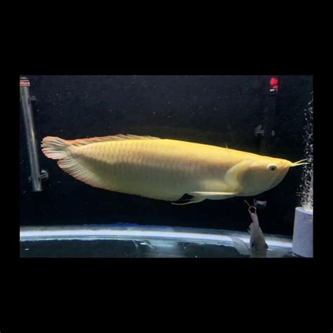 Albino Arowana Fish Pari Pet Point