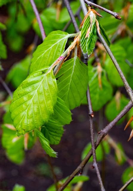 Haya Fagus Árbol Sale Foto gratis en Pixabay Pixabay