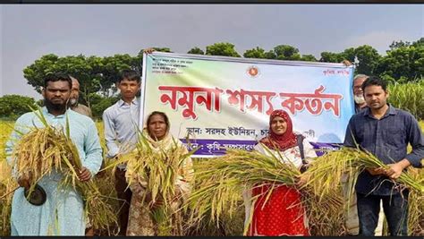 চারঘাটে ধানের বাম্পার ফলনে খুশি কৃষক