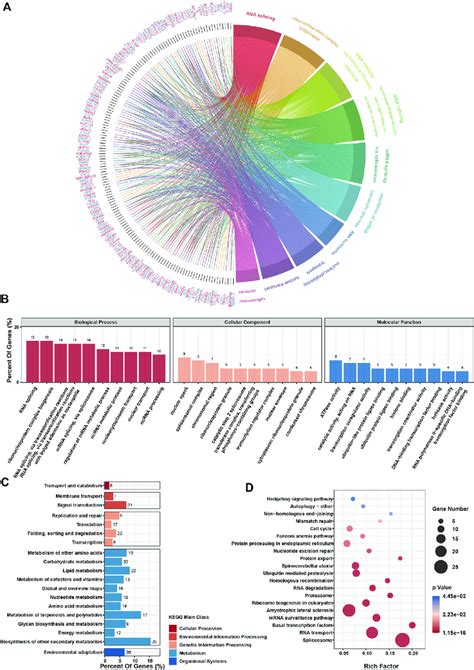 RIOK2 Related Genes Enrichment Analysis In Tumor Tissues A The Chord