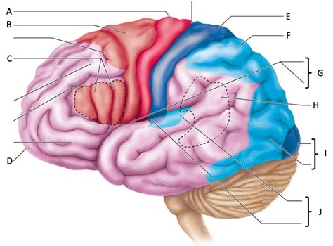 Diagrams For Anatomy Exam Brain Diagram Quizlet