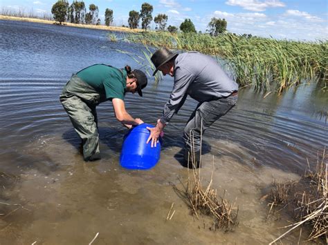 Winton Wetlands The Largest Wetland Restoration Project In The