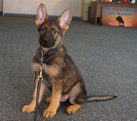 Maverick Male German Shepherd Puppy We Raised And Trained For Sale