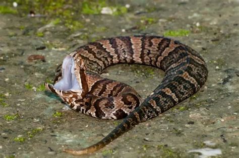 Venomous Snakes Of Arkansas Krebs Creek