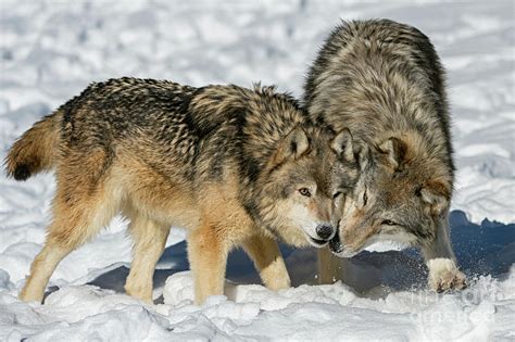 Wolves At Play 1 Photograph By Tibor Vari Pixels