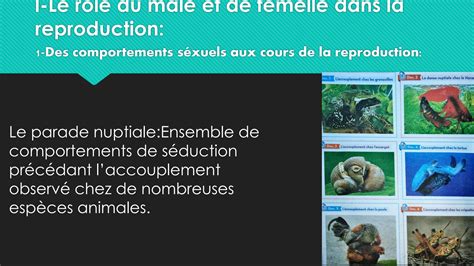 Solution La Reproduction Chez Les Animaux Et Les V Get Studypool