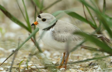 Assateague Island National Seashore Va — Jim Clark Photography