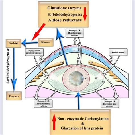 Diagrammatic Representation The Role Of Protein In Senile Cataract Download Scientific Diagram