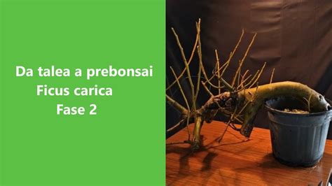 Grande Ficus Carica Da Talea Rinvaso E Prima Potatura Youtube