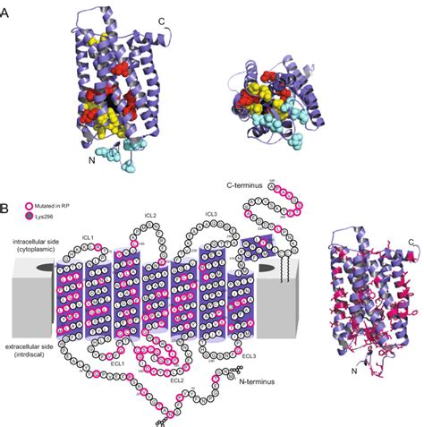The structural bases for rhodopsin stability and misfolding. (a ...