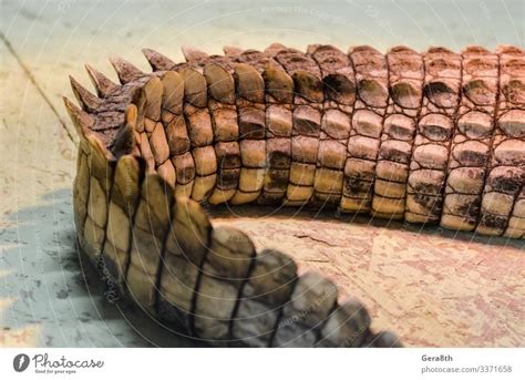 alligator crocodile skin in detail close up - a Royalty Free Stock Photo from Photocase