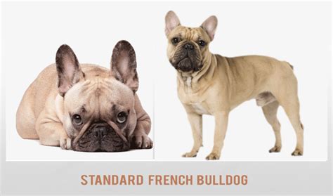 Types of French Bulldog: Coat and Color Varieties - HubPages