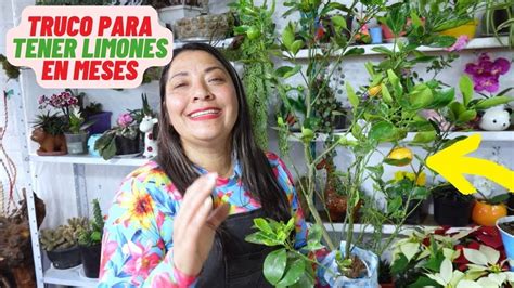 Secreto Para Tener Frutos En Tus Plantas Limonero Limon Youtube