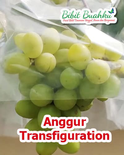 Jual Bibit Anggur Transfiguration Jenis Anggur Meja Import Yang Manis