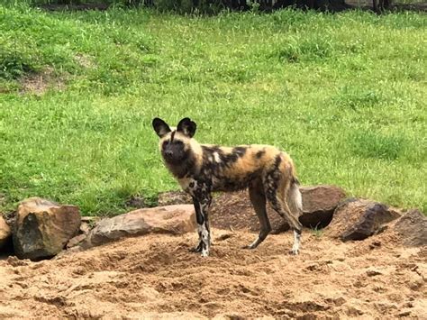 Visiting Taronga Western Plains Zoo Dubbo The Kid Bucket List