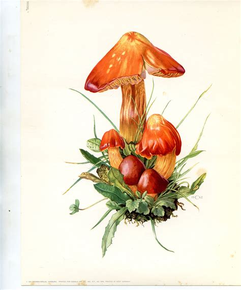 Vintage Mushroom Illustration Antique Botanical Print Mushroom Art