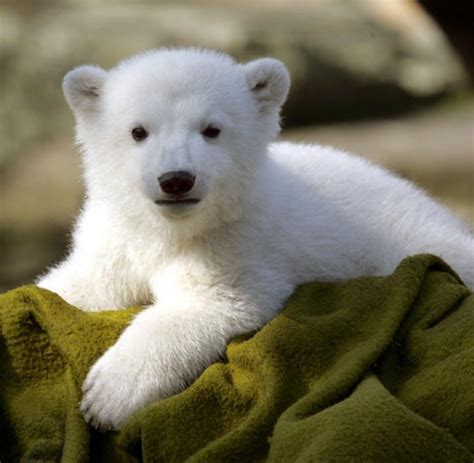 Pin von Stephanie Dotzer auf Animals | Baby eisbären, Eisbär, Bär